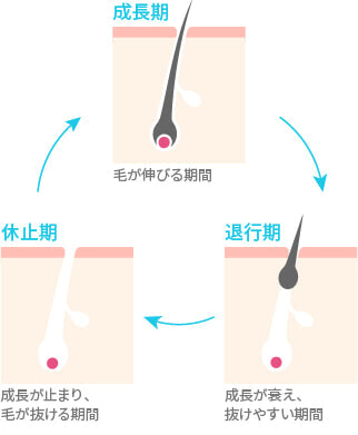 発毛のサイクル 毛周期